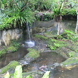 Small-clawed Otter (Aonyx cinereus) enclosure