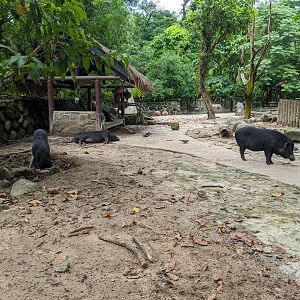 Lanyu Island Pigs