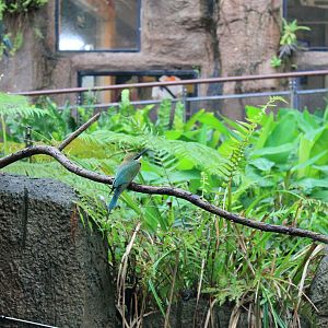 Blue-tailed Bee-eater (Merops philippinus)