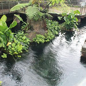 Pangolin Dome tropical pool