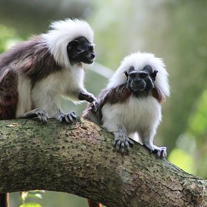 Cottontop Tamarins (Saguinus oedipus)