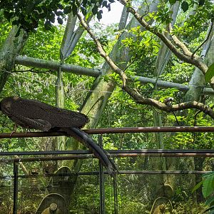 Great Argus (Argusianus argus)