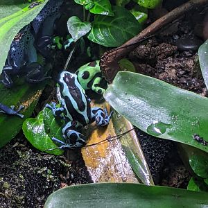 Poison Arrow Frogs