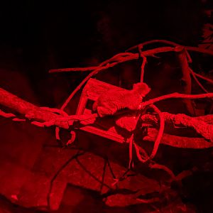 Fat-tailed Dwarf Lemur (Cheirogaleus medius)