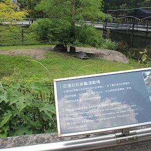 Aldabra Giant Tortoises (Aldabrachelys gigantea)