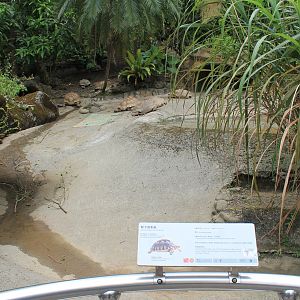 African Spurred Tortoises (Geochelone sulcata)