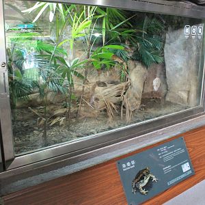 Tank for Cane Toad (Rhinella marina)