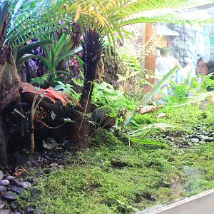 Tank for Poison Arrow Frogs