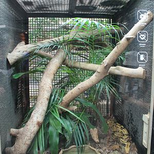 Tank for Common Boa (Boa constrictor)