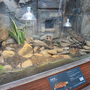 Tank for Pancake Tortoises (Malacochersus tornieri)