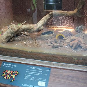 Tank for Pueblan Milk Snake (Lampropeltis triangulum campbelli)