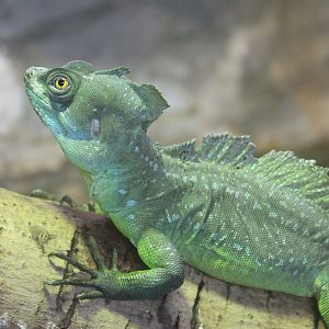 Plumed Basilisk (Basiliscus plumifrons)