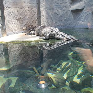 Chinese Alligator (Alligator sinensis)