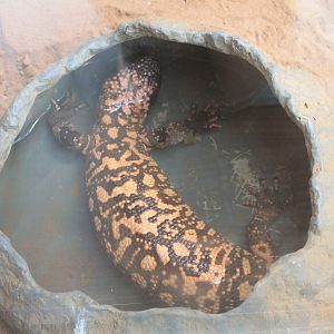 Gila Monster (Heloderma suspectum)
