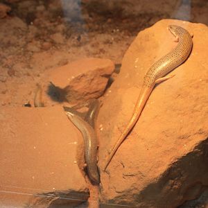 Ocellated Skinks (Chalcides ocellatus)