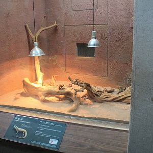 Tank for Rough-scaled Plated Lizards (Gerrhosaurus major)