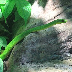 Greater Green Snake (Cyclophiops major)