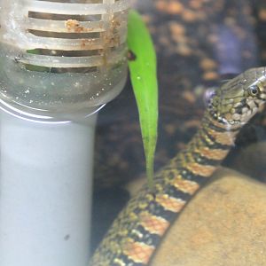 Red-bellied Annulate Keelback (Trimerodytes annularis)