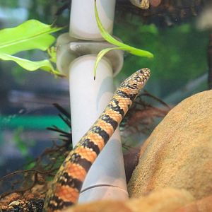 Red-bellied Annulate Keelback (Trimerodytes annularis)