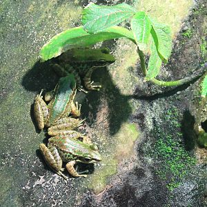 Swinhoe's Frogs (Odorrana swinhoana)