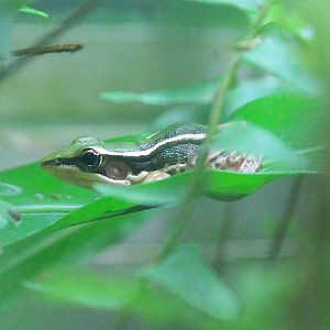 Taipei Frog (Hylarana taipahensis)