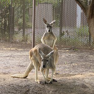 Red Kangaroo-Riverbanks Zoo