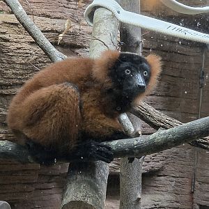 Red Ruffed Lemur-Riverbanks Zoo