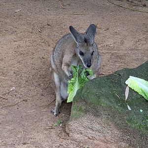 Tammar Wallaby  - Riverbanks Zoo