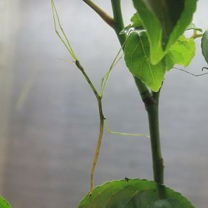 Lanyu Giant Stick Insect (Phasmotaenia lanyuhensis)