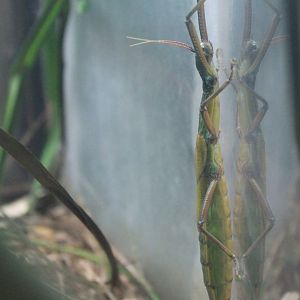 Tsuda's Giant Stick Insect (Megacrania tsudai)