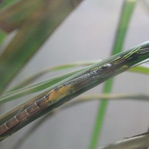 Tsuda's Giant Stick Insect (Megacrania tsudai)