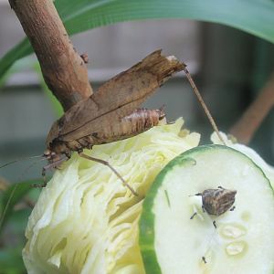 Taiwan Bush Cricket (Mecopoda elongata)
