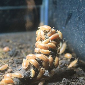 Dairy Cow Isopods (Porcellio laevis)
