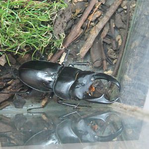 Long-fanged Stag Beetle (Dorcus schenkingi)