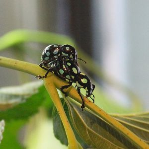 Lanyu Flightless Weevils (Pachyrhynchus sarcitis kotoensis)