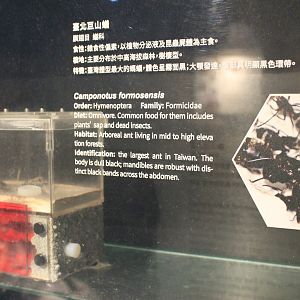 Ant display (Camponotus formosensis)