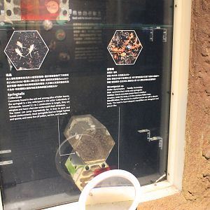 Springtails (Collembola) and Ants (Strumigenys sp.)