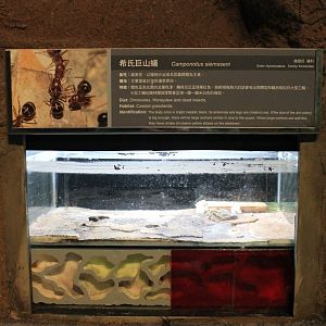 Ant display (Camponotus siemsseni)