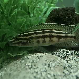 Convict Julie (Julidochromis regani)