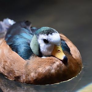 African Pygmy Goose (Nettapus auritus) male