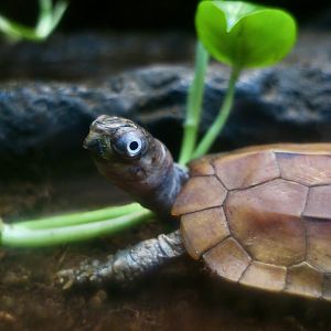 Black-Breasted Leaf Turtle (Geoemyda spengleri)