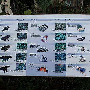 Butterfly signage