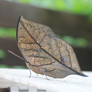 Orange Oak Leaf (Kallima inachis)