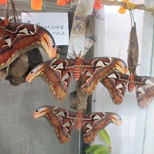 Atlas Moths (Attacus atlas)