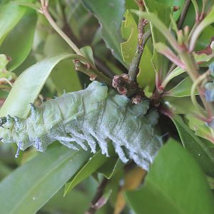 Atlas Moth (Attacus atlas) caterpillar