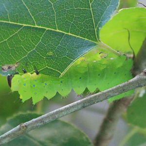 Golden Moon Moth (Actias sinensis) caterpillar