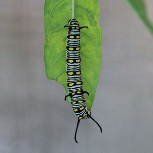 Plain Tiger (Danaus chrysippus) caterpillar