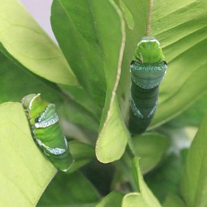 Great Mormon (Papilio memnon) caterpillars
