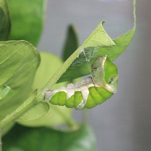 Great Mormon (Papilio memnon) pupa