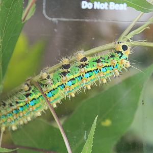 Giant Silkworm (Saturnia pyretorum) caterpillar